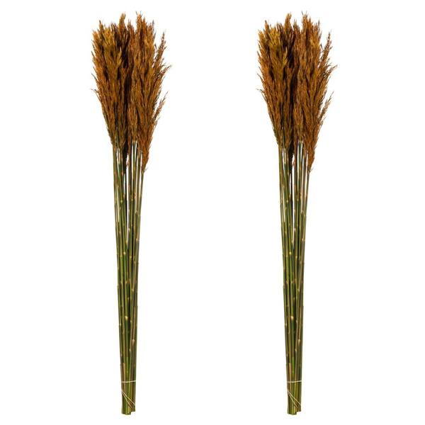 36"-40" 14oz Autumn Preserved Plume Reed Bundle (2 pack)