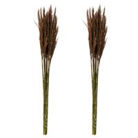 Vickerman 36"-40" 14oz Brown Preserved Plume Reed Bundle (2 pack)