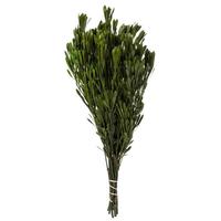 Vickerman 18"-24" 10oz Spring Green Preserved Platys
