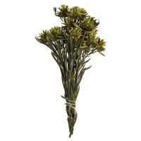Vickerman 8"-20" Basil Preserved Plumosum (13 flowers in a bundle)