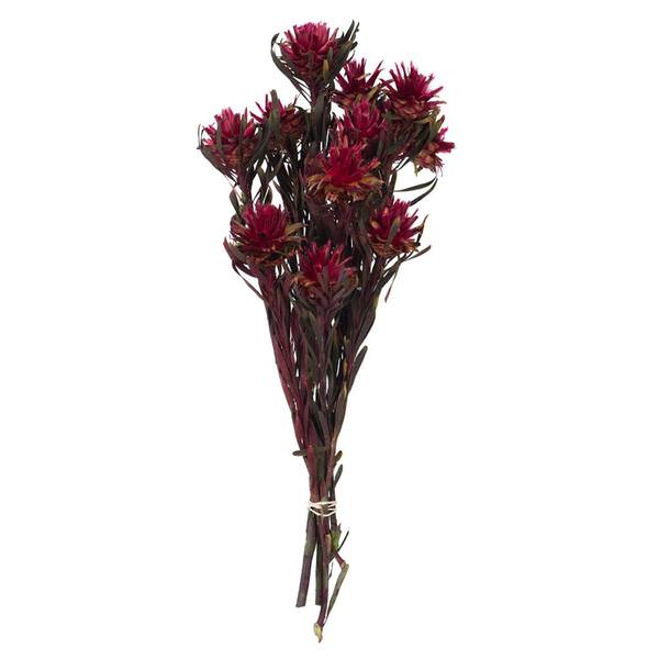 8"-20" Merlot Preserved Plumosum (8 flowers in a bundle)