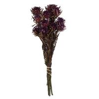 Vickerman 8"-20" Violet Preserved Plumosum (8 flowers in a bundle)