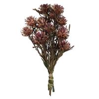 Vickerman 8"-20" Purple Orchid Preserved Plumosum (8 flowers in a bundle)