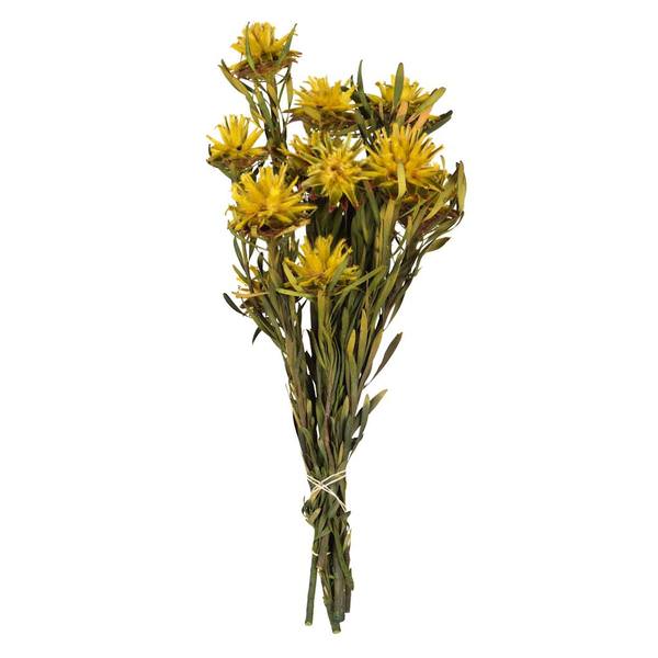 8"-20" Yellow Preserved Plumosum (8 stems in a bundle)
