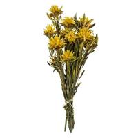 Vickerman 8"-20" Yellow Preserved Plumosum (8 stems in a bundle)