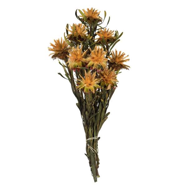 8"-20" Aspen Gold Preserved Plumosum (13 stems in a bundle)
