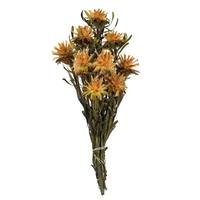 Vickerman 8"-20" Aspen Gold Preserved Plumosum (13 stems in a bundle)