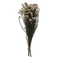 Vickerman 16"-23" 8oz Pink Preserved Rice Flowers