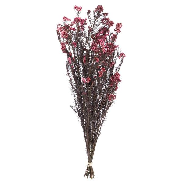 16"-23" 4-5oz Wild Berry Preserved Rice Flowers