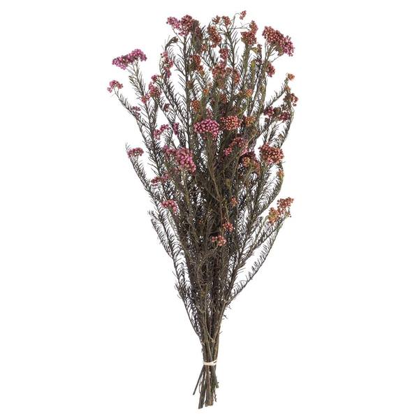 16"-23" 4-5oz Purple Orchid Preserved Rice Flowers