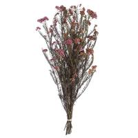 Vickerman 16"-23" 4-5oz Purple Orchid Preserved Rice Flowers