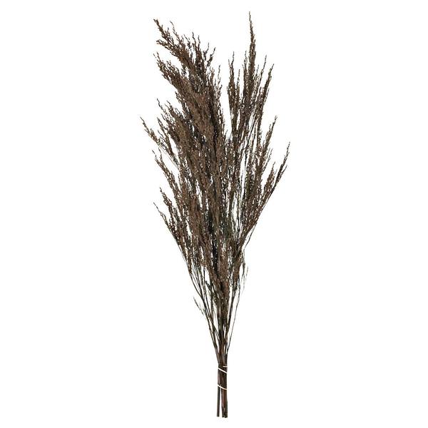 36"-40" 8-9oz Dried Green Reed Grass Bundle