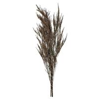 Vickerman 36"-40" 8-9oz Dried Green Reed Grass Bundle