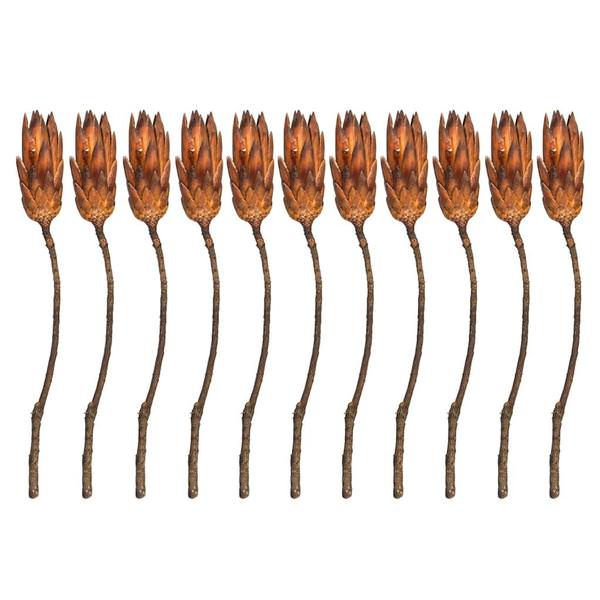 14" Mocha Latte Preserved Repens (11 stems in a bundle)