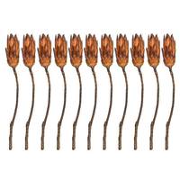 Vickerman 14" Mocha Latte Preserved Repens (11 stems in a bundle)