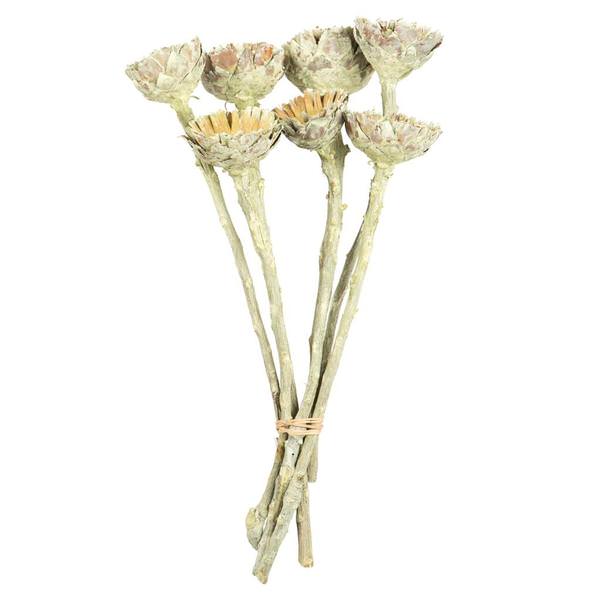 8"-12" Frosted Basil Dried Rosette Compacta Stem (11 stems in a bundle)