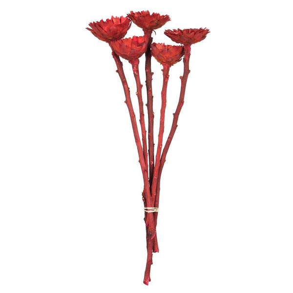 8"-12" Red Dried Rosette Compacta Stem (5 stems in a bundle)