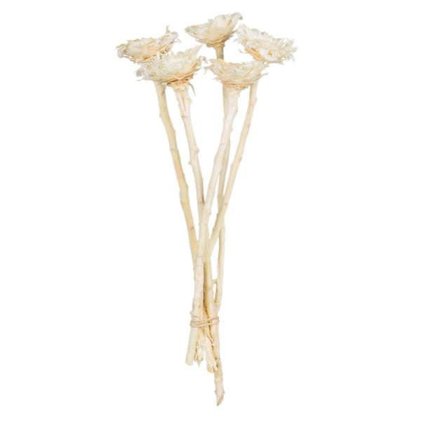 8"-12" Bleached Dried Rosette Compacta Stem (11 stems in a bundle)