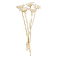 Vickerman 8"-12" Bleached Dried Rosette Compacta Stem (11 stems in a bundle)