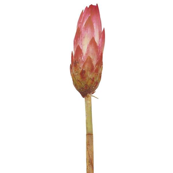 18"-24" Erica Pink Preserved Repens (20 stems)