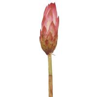 Vickerman 18"-24" Erica Pink Preserved Repens (20 stems)