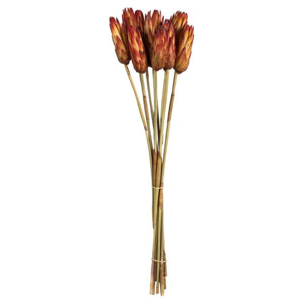 18"-24" Natural Red Preserved Repens (20 stems)