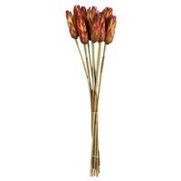 Vickerman 18"-24" Natural Red Preserved Repens (10 stems)