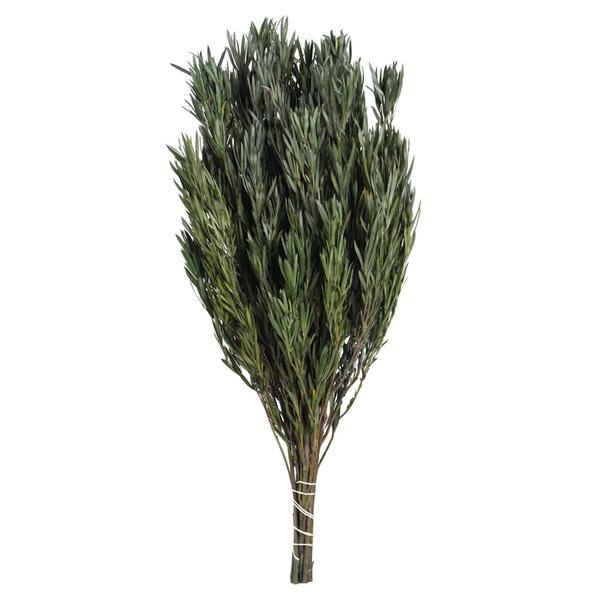 12"-20" 14oz Green Preserved Salignum