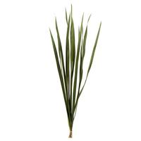 View 18"-30" Basil Dried Snake Grass Stems (36 stems)