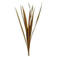 Vickerman 18"-30" Aspen Gold Dried Snake Grass Stems (36 stems)