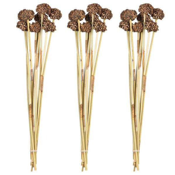 18"-24" Natural Preserved Spider Knobs on Reed Bundle (27 stems)