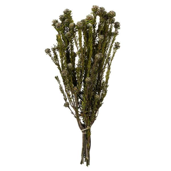 12"-18" 5-7oz Natural White Preserved Tortum Bundle