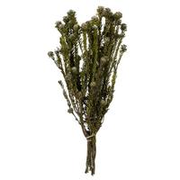 Vickerman 12"-18" 5-7oz Natural White Preserved Tortum Bundle