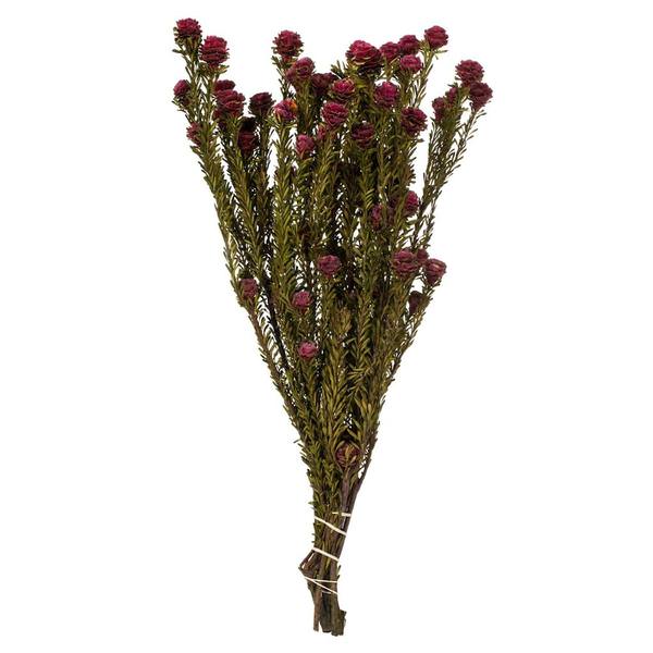12"-18" 5-7oz Merlot Preserved Tortum Bundle