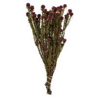 Vickerman 12"-18" 10oz Merlot Preserved Tortum Bundle (2 5oz bundles)