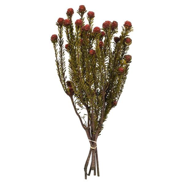 12"-18" 5-7oz Red Preserved Tortum Bundle