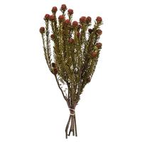 Vickerman 12"-18" 5-7oz Red Preserved Tortum Bundle