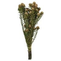 Vickerman 12"-18" 10oz Natural White Preserved Tortum with Extra Large Cones Bundle (2 5oz bundles)