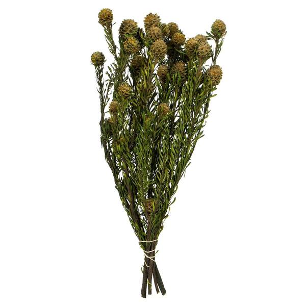 12"-18" 10oz Natural Green Preserved Tortum with Extra Large Cones Bundle (2 5oz bundles)