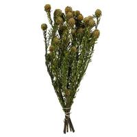 Vickerman 12"-18" 10oz Natural Green Preserved Tortum with Extra Large Cones Bundle (2 5oz bundles)