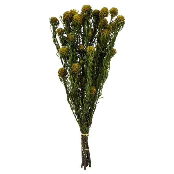 12"-18" 10oz Yellow Preserved Tortum with Extra Large Cones Bundle (2 5oz bundles)