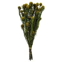 Vickerman 12"-18" 10oz Yellow Preserved Tortum with Extra Large Cones Bundle (2 5oz bundles)