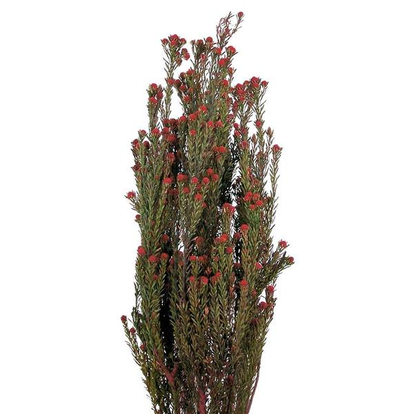 15"-20" 5-6oz Red Preserved Tortum Bundle