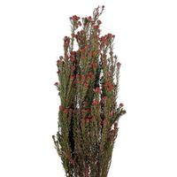 Vickerman 15"-20" 10oz Red Preserved Tortum Bundle (2 5oz bundles)
