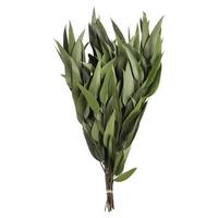 Vickerman 18"-20" 10oz Green Preserved Weeping Willow Eucalyptus (2 5oz bundles)