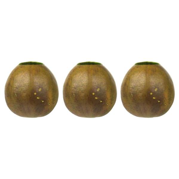 6"-7" Basil Preserved Bacacuia Gourd (3 pack)