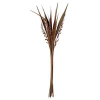 View 36"-40" Natural Dried Bahia Spears with Seeds (18 stems)