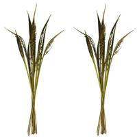 Vickerman 36"-40" Basil Dried Bahia Spears with Seeds (18 stems)