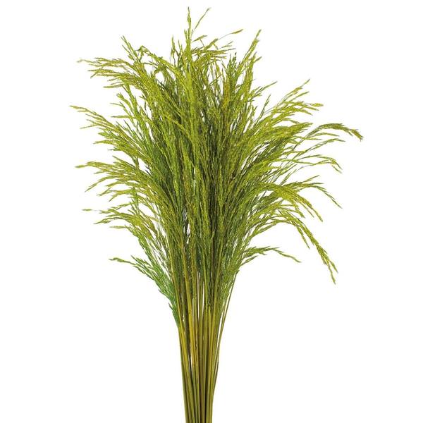 36" Green Dried Congo Grass (2 8oz bundles)