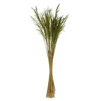 Vickerman 36"-40" 8oz Green Dried Congo Grass